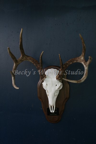 Whitetail Gallery